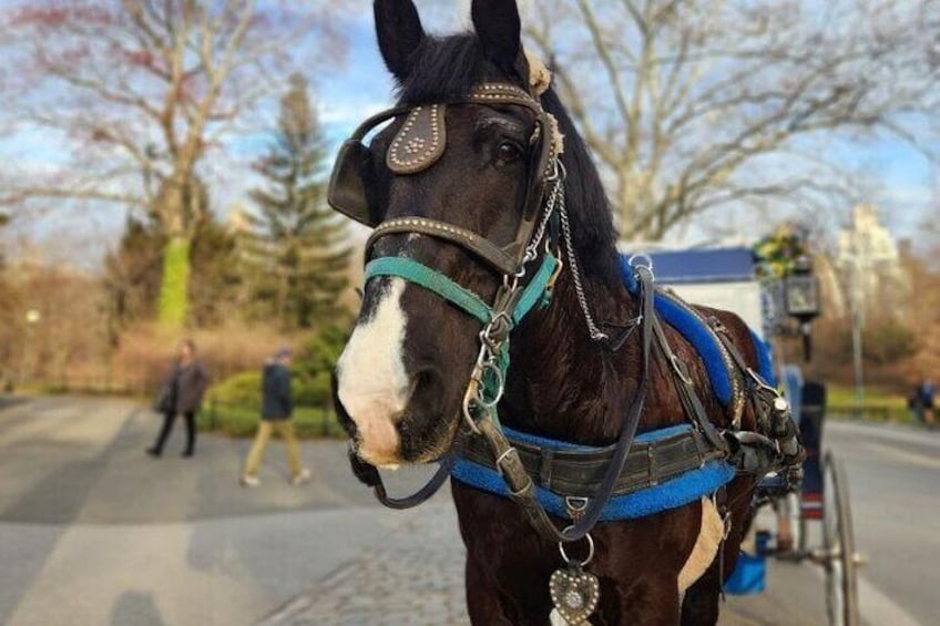 Central Park Horse Carriage Ride