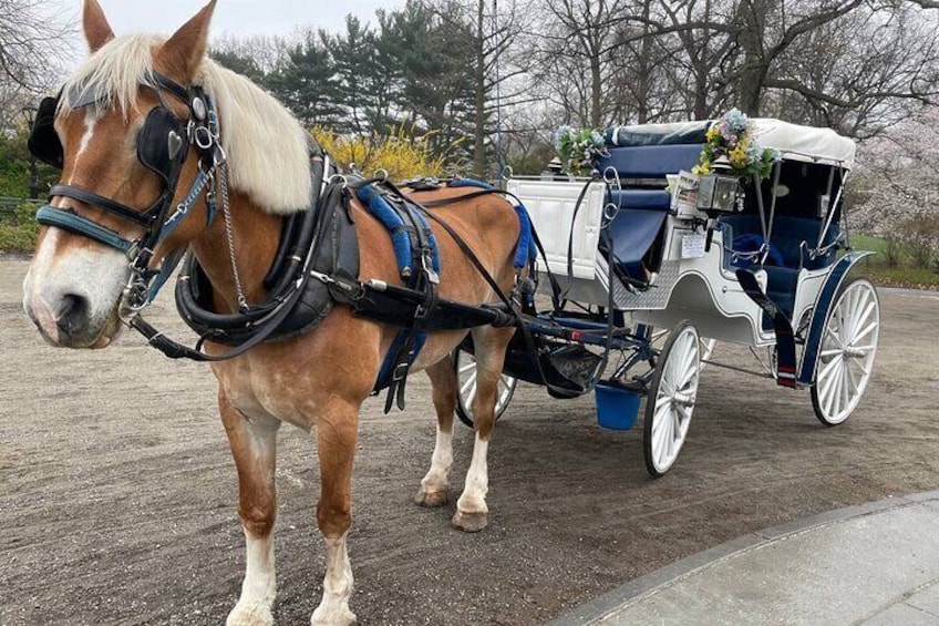 Central Park Horse Carriage Ride