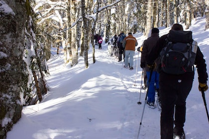Feldberg: Guided Snowshoeing Tour in the Black Forest