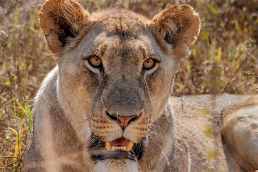 Lion on Safari to Hluhluwe Imfolozi Game Reserve