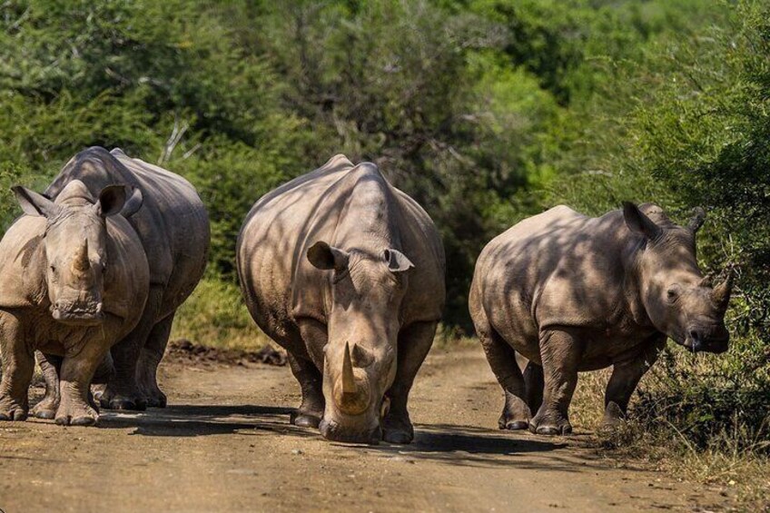 4 Day 3 Night Safari package with Transfers