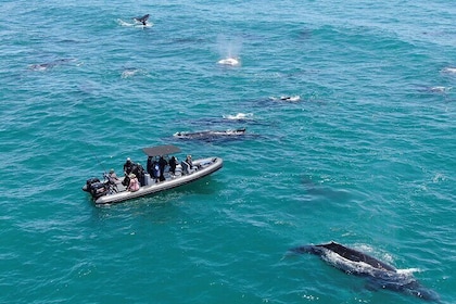 1 Day Whale Watching at Yzerfontein