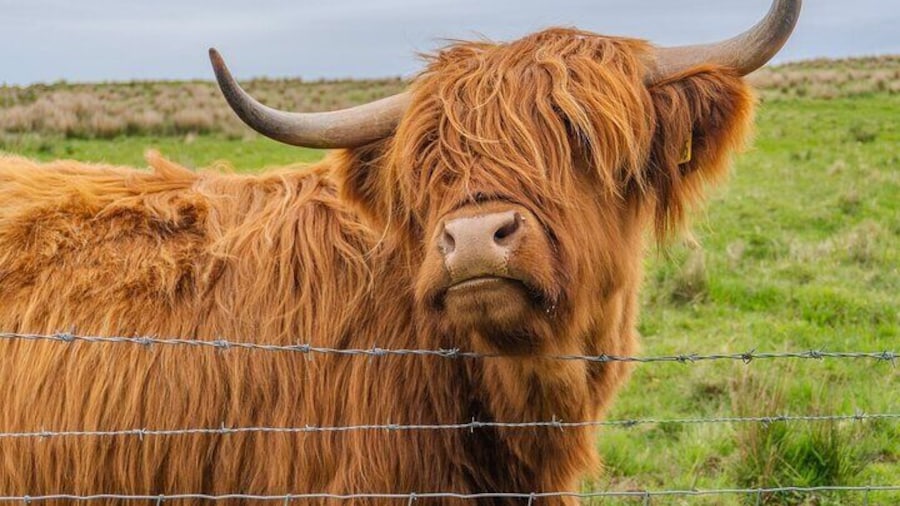 From Inverness Cawdor Castle Hairy Coos and Cairngorms Day Tour