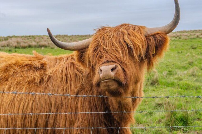 From Inverness Cawdor Castle Hairy Coos and Cairngorms Day Tour
