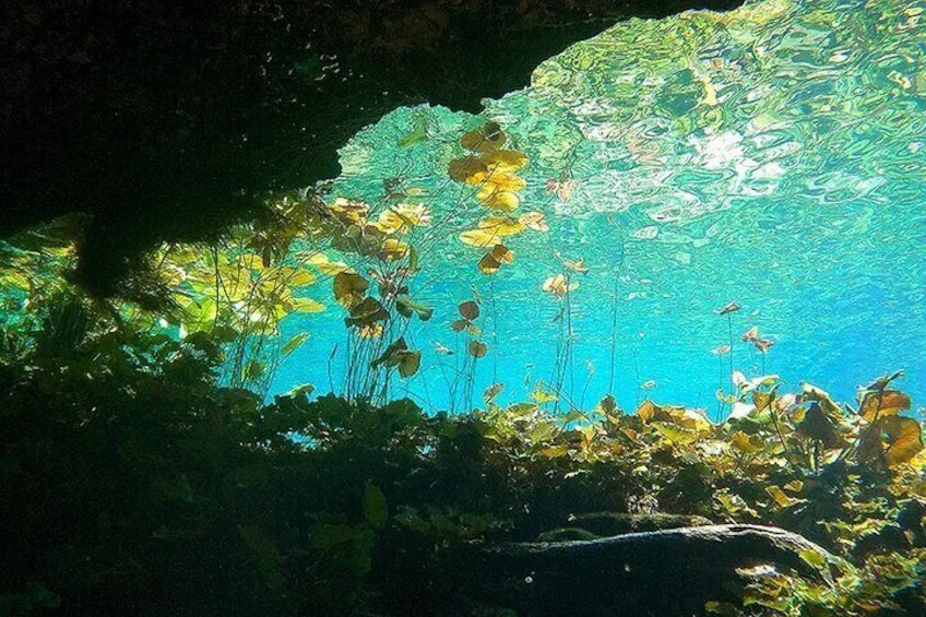 Cenotes El Pit and Nicte Ha Guided Diving Tour