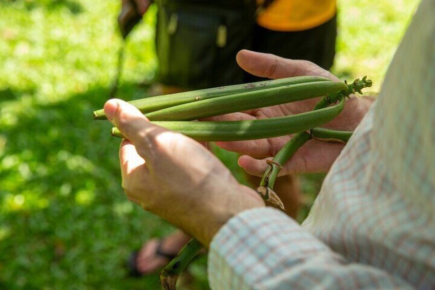 Manuel Antonio Villa Vanilla Spice Tour