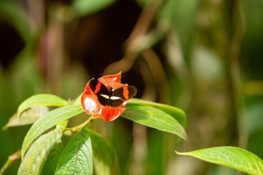 Manuel Antonio Villa Vanilla Spice Tour