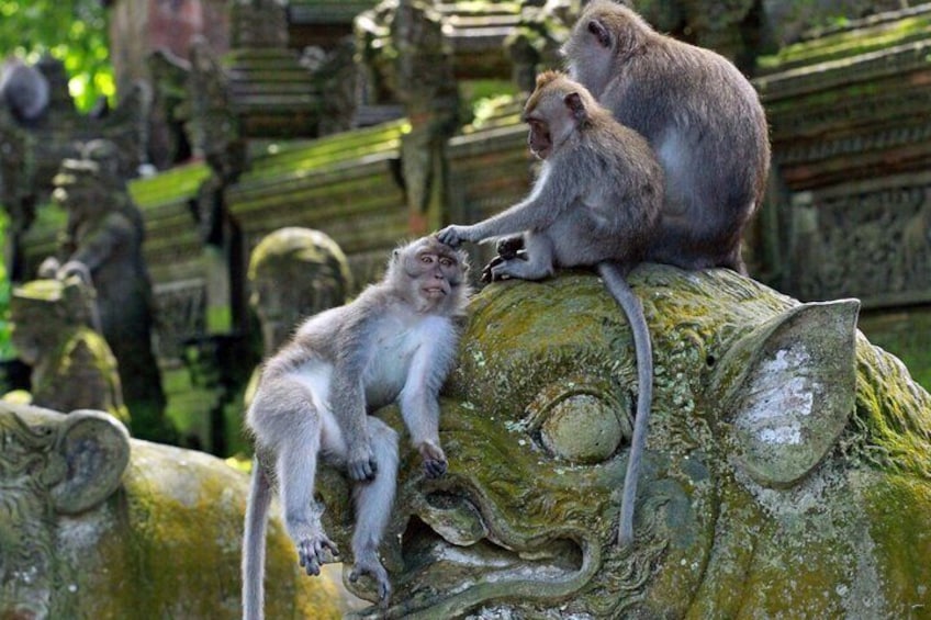 Sangeh Monkey Forest