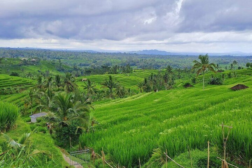 Jatiluwih Rice Terrace