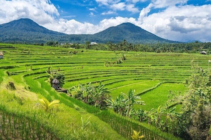 Full Day Private Guided Tour in North Bali