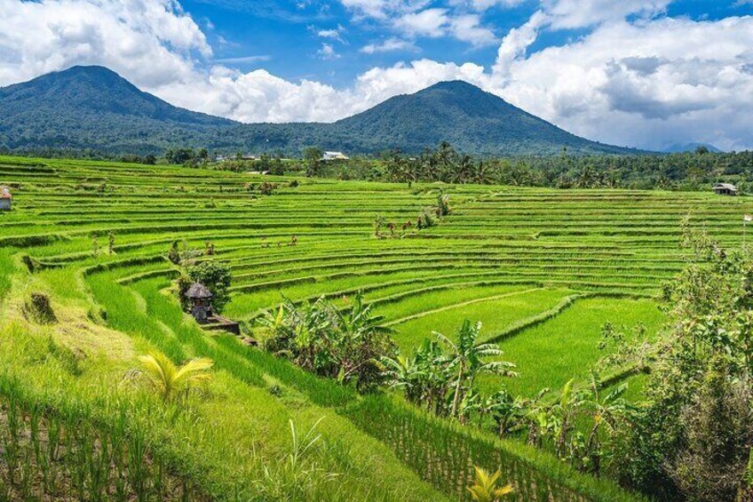 Jatiluwih Rice Terrace