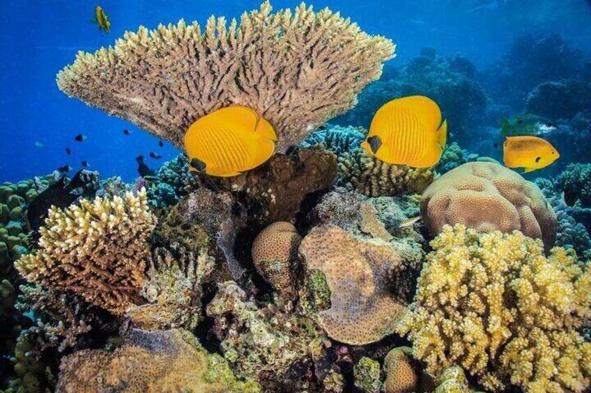 Discover Scuba Diving: Beginner Boat Trip with Lunch - Marsa Alam