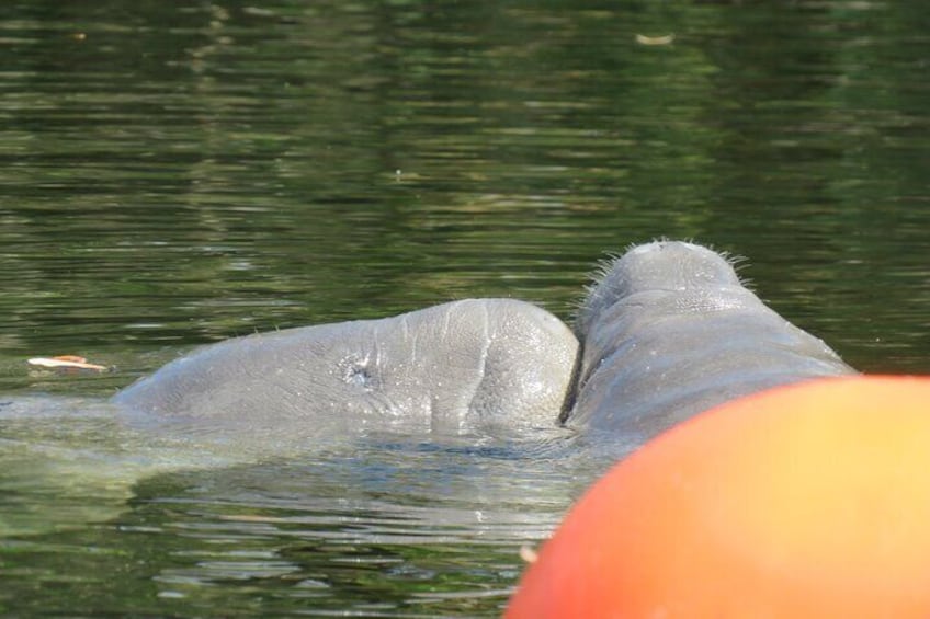 Two lovable manatees.