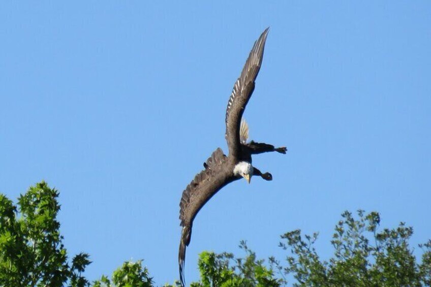 A bold eagle soaring through the sky.