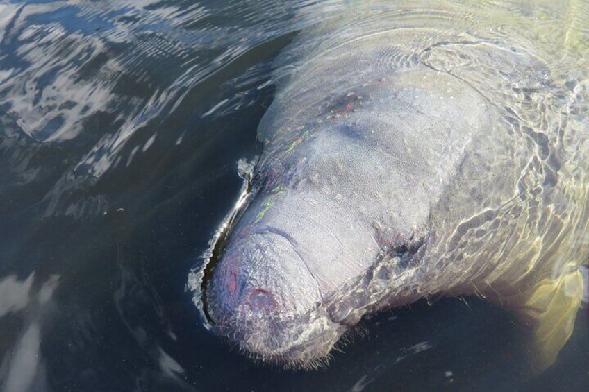 A curious manatee.