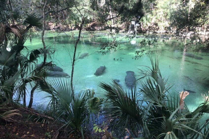 A birds-eye-view of the manatees in Blue Spring State Park