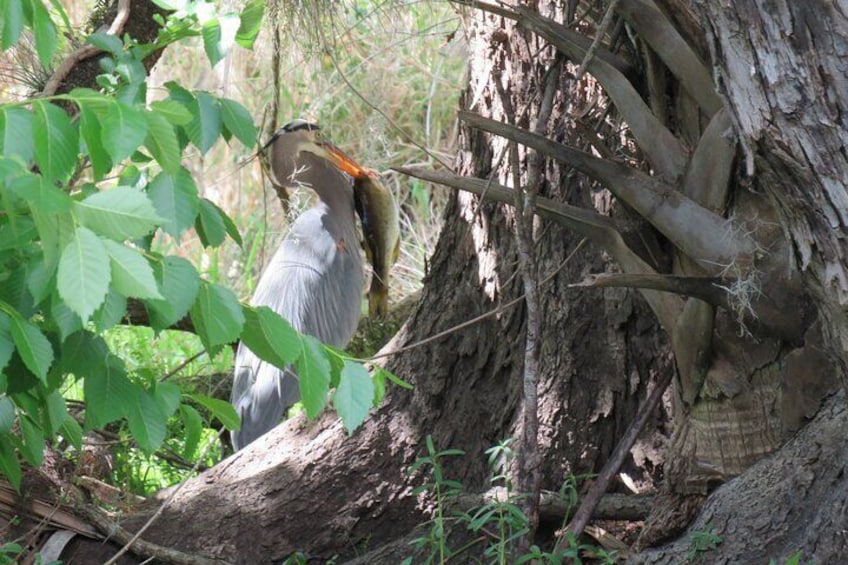 A great blue heron devouring a fish.