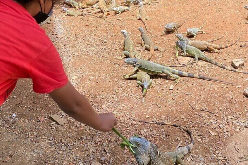 Feeding Iguanas