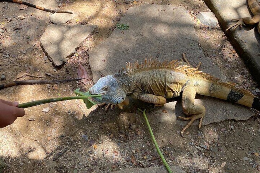 Feeding Iguanas