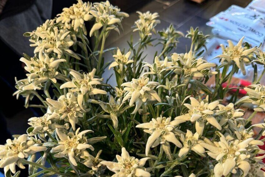 Edelweiss flower