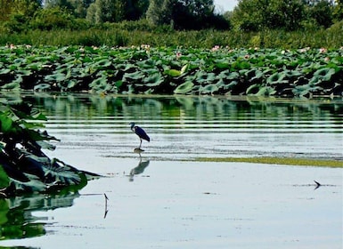 Mantua Lakes and Vallazza Oasis: a timeless boat trip