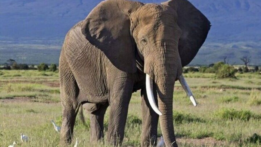 Overnight Safari to Amboseli National Park from Nairobi