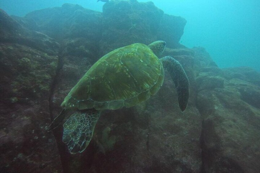 CIG Discovery Diving Tour