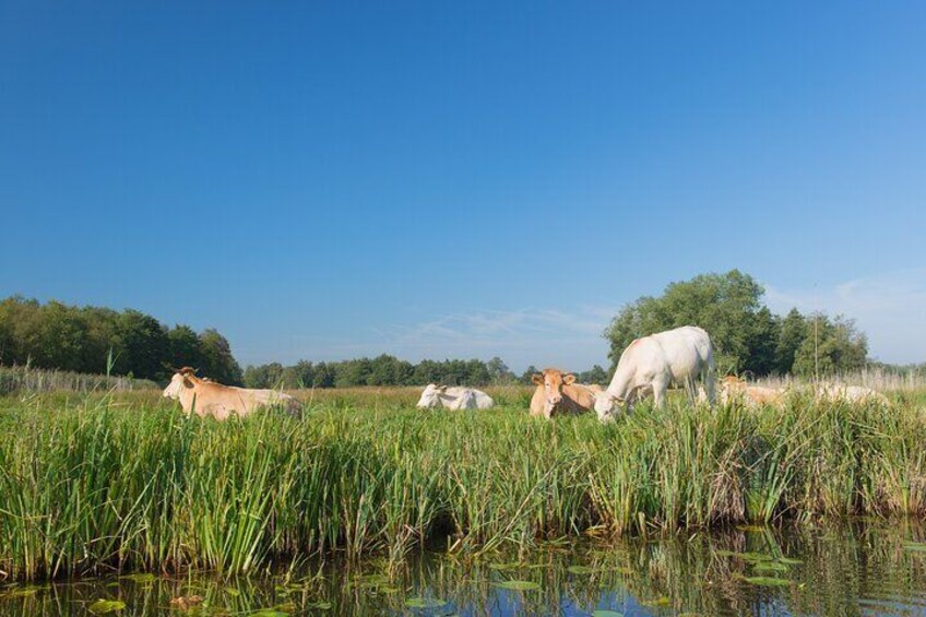 Giethoorn: Highlights Canal Cruise and Sightseeing Village