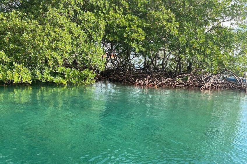 Roatan Eastern Odyssey Mangroves Tunnel , ATV and Beach