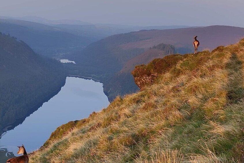 Sika deer, Glendalough, County Wicklow