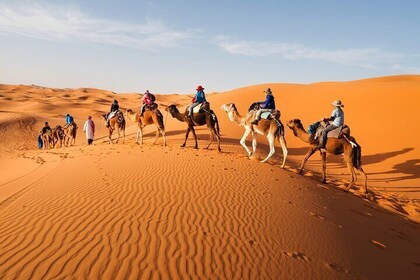 Camel Trekking In Abu Dhabi with Transfer, Fun and More