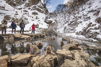 Join-in Nagano Tour:Jigokudani Monkey Park, Obuse & Sake or Onsen