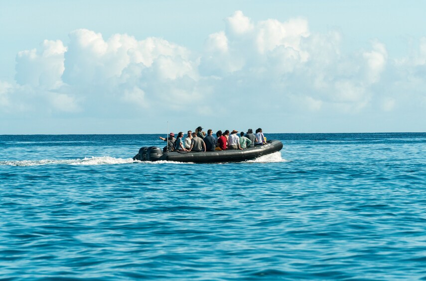 Raft Adventure - Whale Watch Discovery Tour