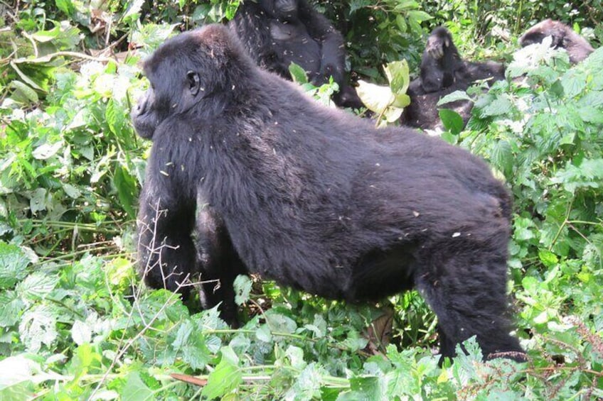 2 Days Uganda Gorilla Trekking Safari with Guide