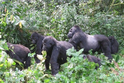 2 Days Uganda Gorilla Trekking Safari with Guide