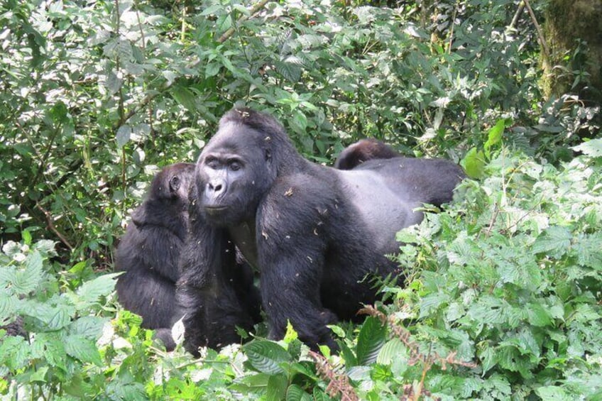 2 Days Uganda Gorilla Trekking Safari with Guide