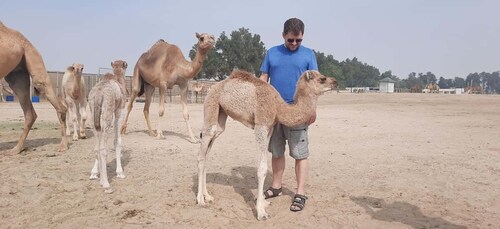 Manama: Bahrain Half-Day Desert Tour