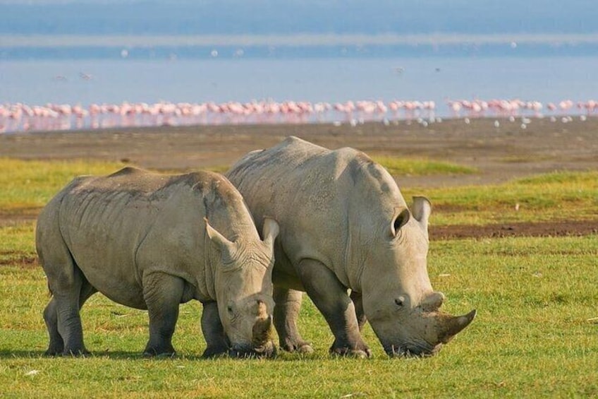 6 Days Safari to Masai Mara, Lake Nakuru and Amboseli