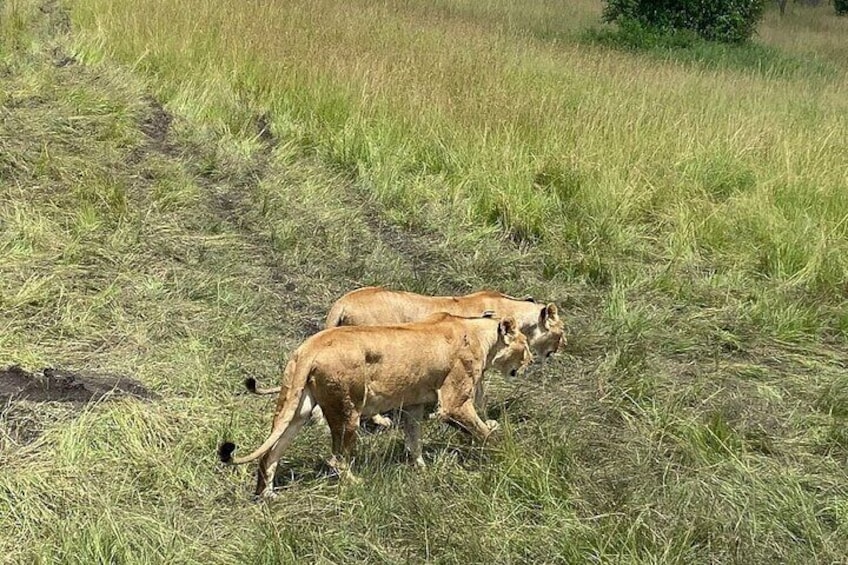 6 Days Safari to Masai Mara, Lake Nakuru and Amboseli