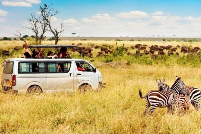 6 Days Safari to Masai Mara, Lake Nakuru and Amboseli