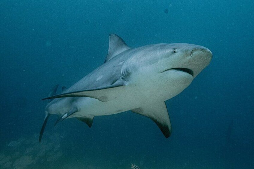 Shark Seafari Swim with Nature's Top Predators