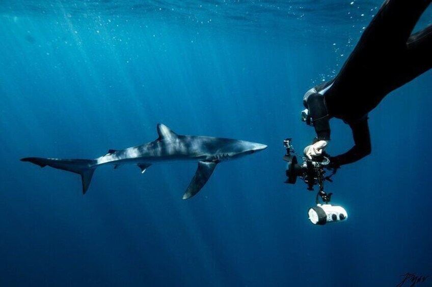 Shark Seafari Swim with Nature's Top Predators