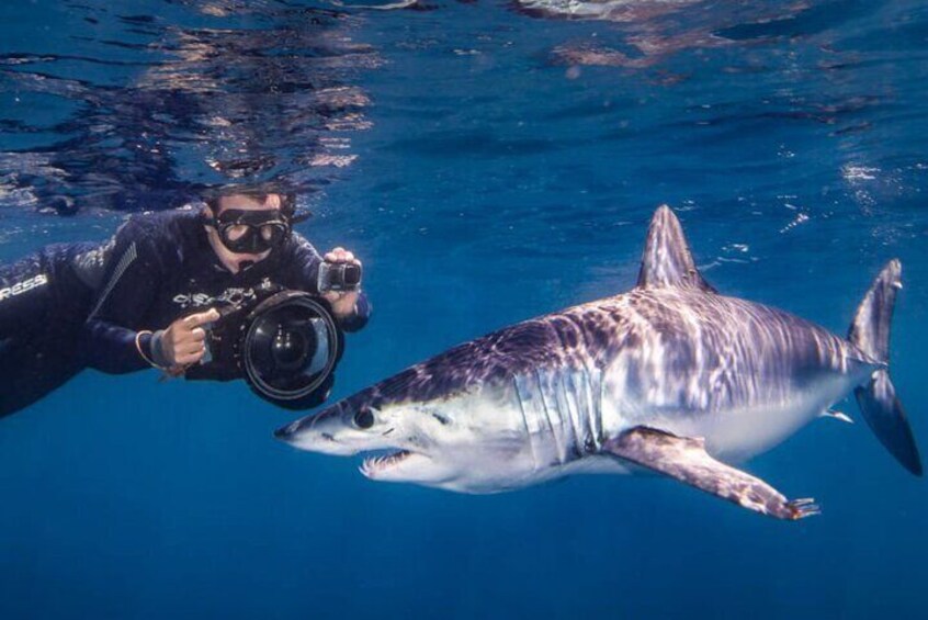 Shark Seafari Swim with Nature's Top Predators
