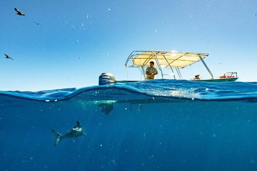 Shark Seafari Swim with Nature's Top Predators