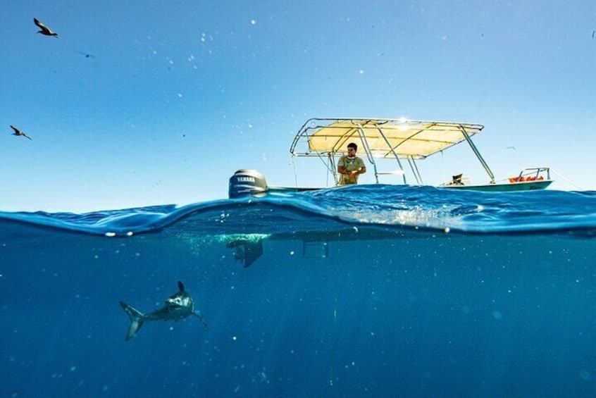 Shark Seafari Swim with Nature's Top Predators