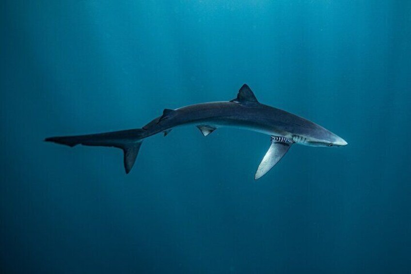 Shark Seafari Swim with Nature's Top Predators