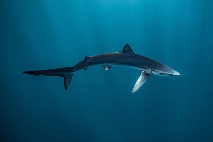 Shark Seafari Swim with Nature's Top Predators
