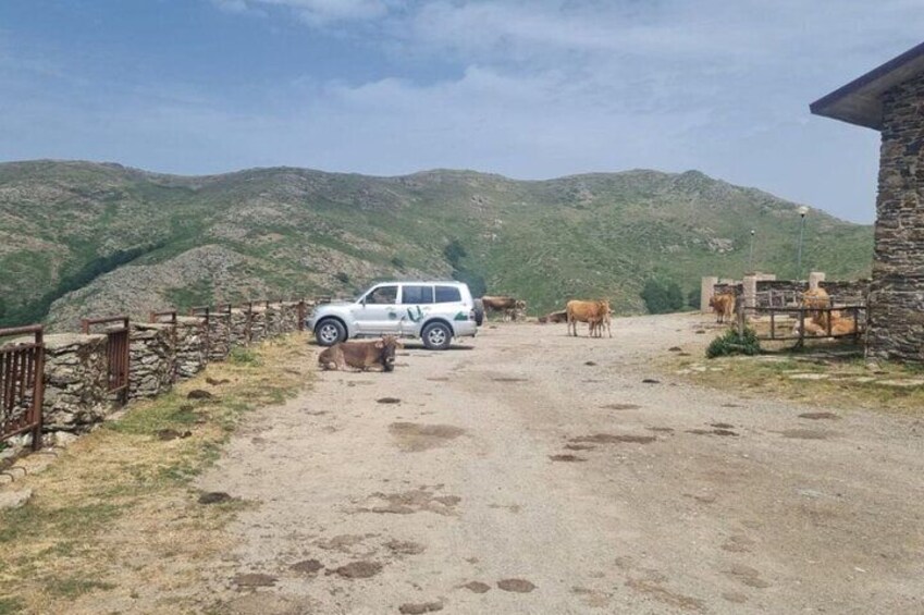 Jeep Tour with Lunch in Barbagia from Arbatax