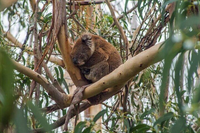 Kennett river koala walk