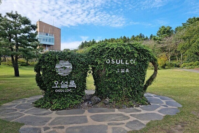 Jeju Customized Private Car Tour